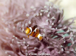 Nemo! A clown anemonefish photographed during my Divemast... by Kjersti Jorgensen 